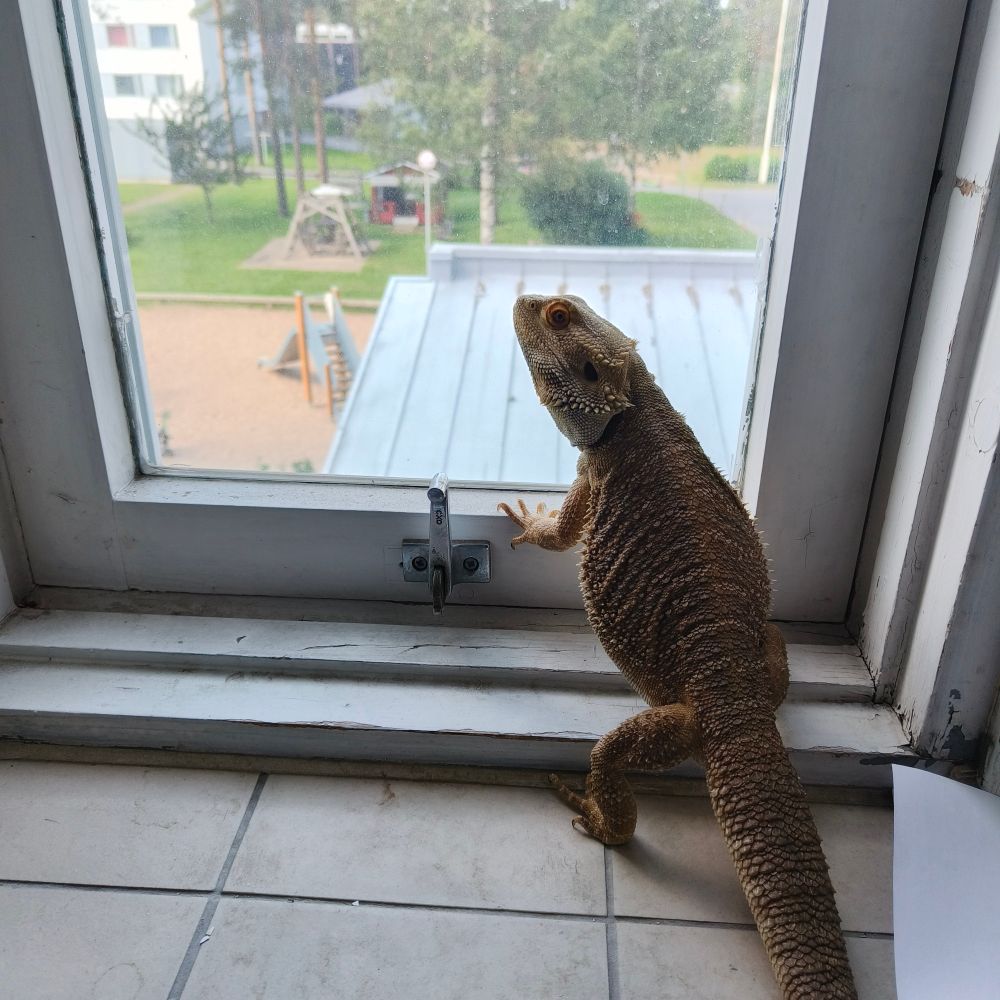 Parta-agama katsoo ulos ikkunasta.