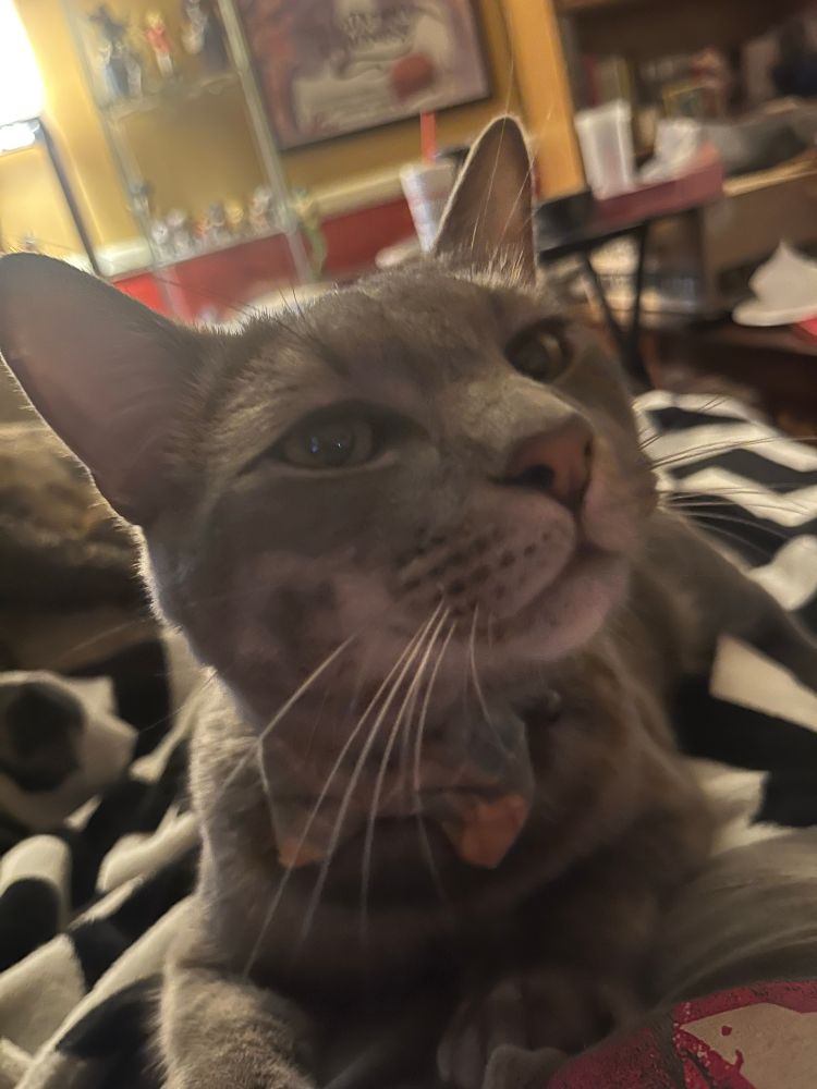 A grey tabby with a argyle collar looking a little snooty 