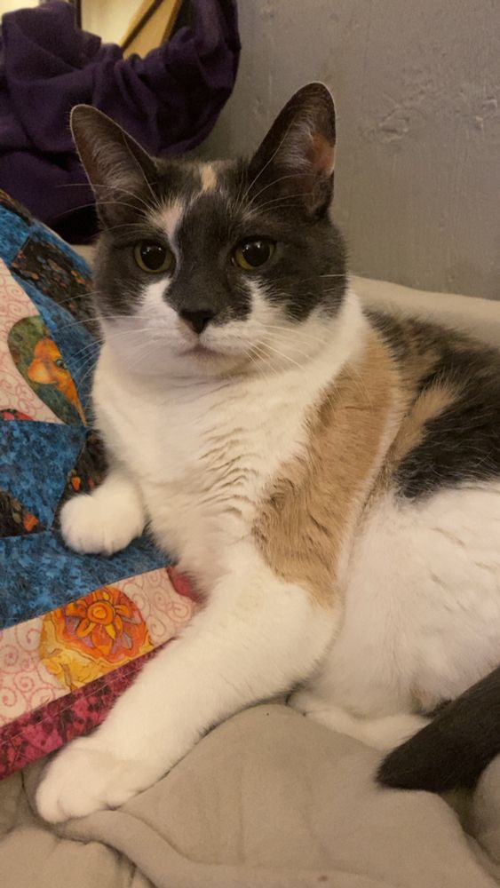 A chunky calico cat reclining on an off-white couch
