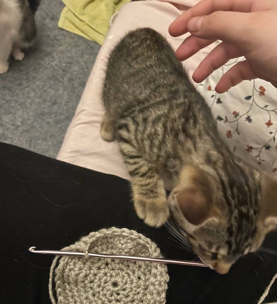 A brown tabby kitten sniffing a crochet hook attached to a light grey crochet circle on the creator’s lap. 