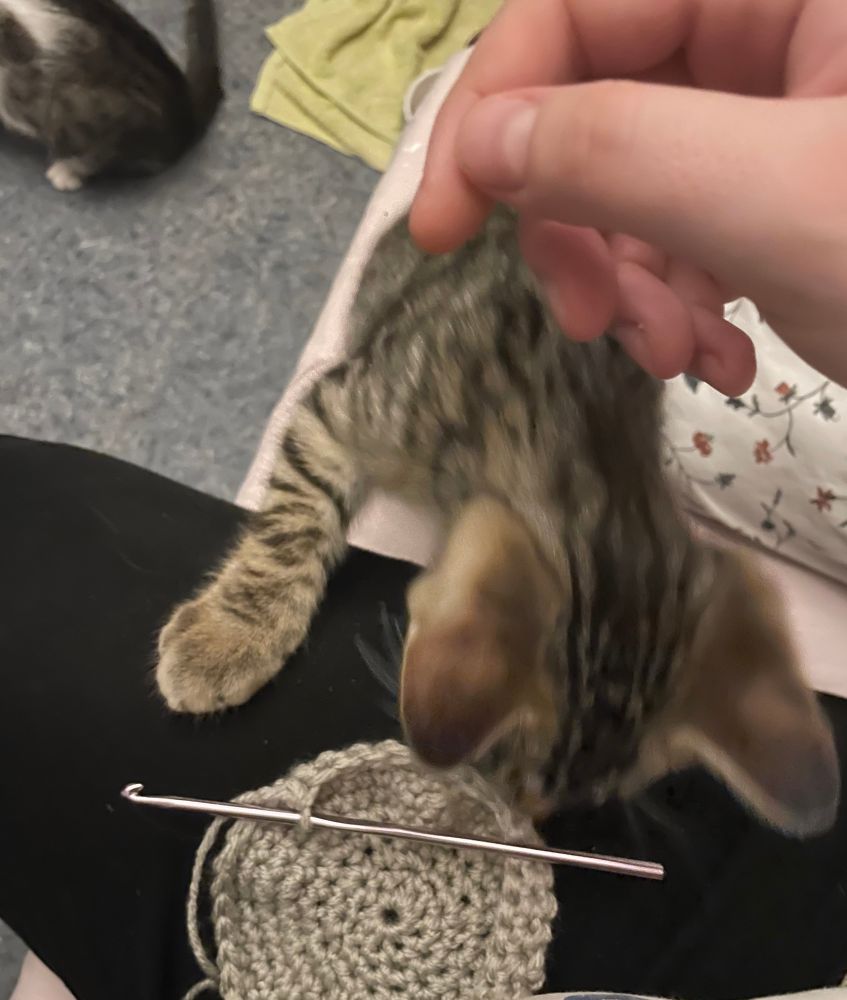 A brown tabby kitten, blurred in motion, sniffing a light grey crochet circle on the creator’s lap. 