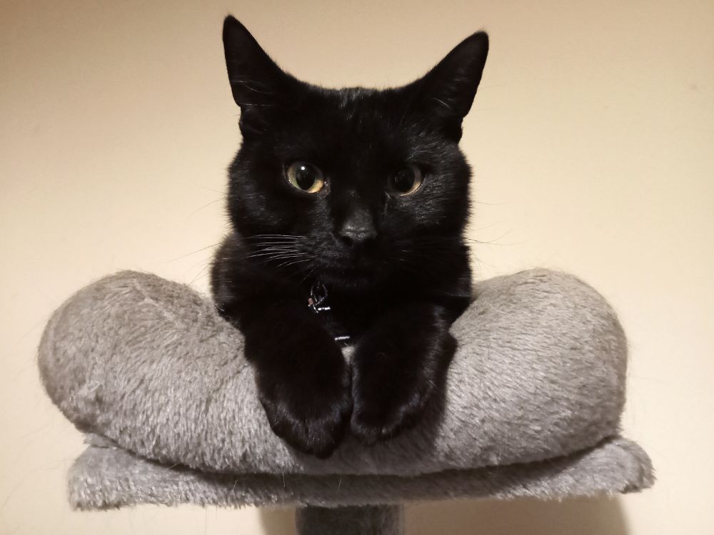 Black cat Void Baby in his bed at the top of a cat tower, reclining like a louche aristocrat, front paws hanging over the side as he addresses you directly