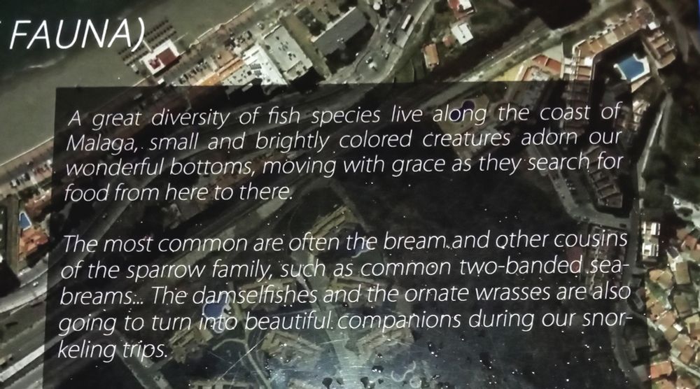 Sign near a Spanish pier that reads: "A great diversity of fish species live along the coast of Malaga, small and brightly colored creatures adorn our wonderful bottoms, moving with grace as they search for food from here to there."