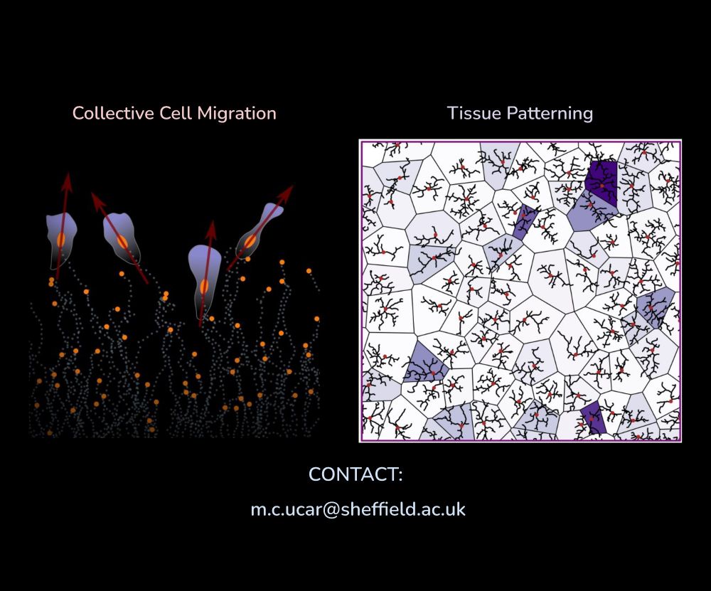 PhD positions available at the intersection of theoretical physics & biology (contact: m.c.ucar@sheffield.ac.uk )