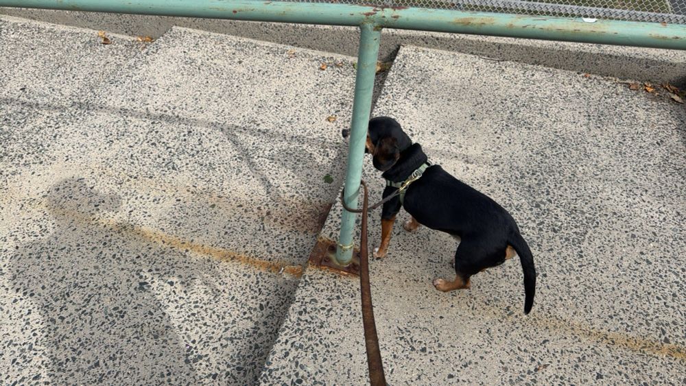 Dog who tied himself to a pole. 