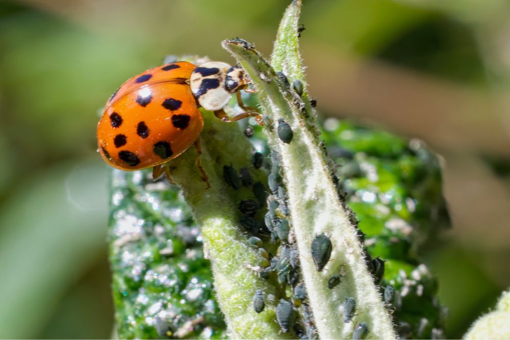 Ladybird chasing aphids on a Buddleia leaf