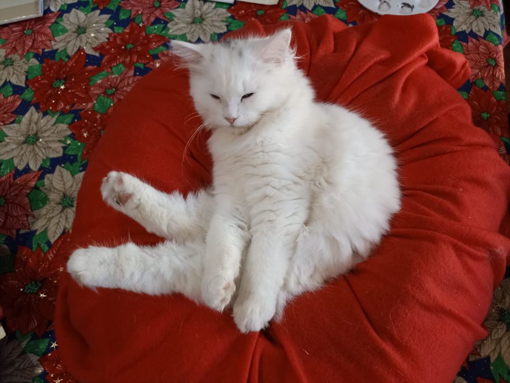 White cat sleeping on a tomato shaped cat bed over a poinsettia patterned Christmas fabric