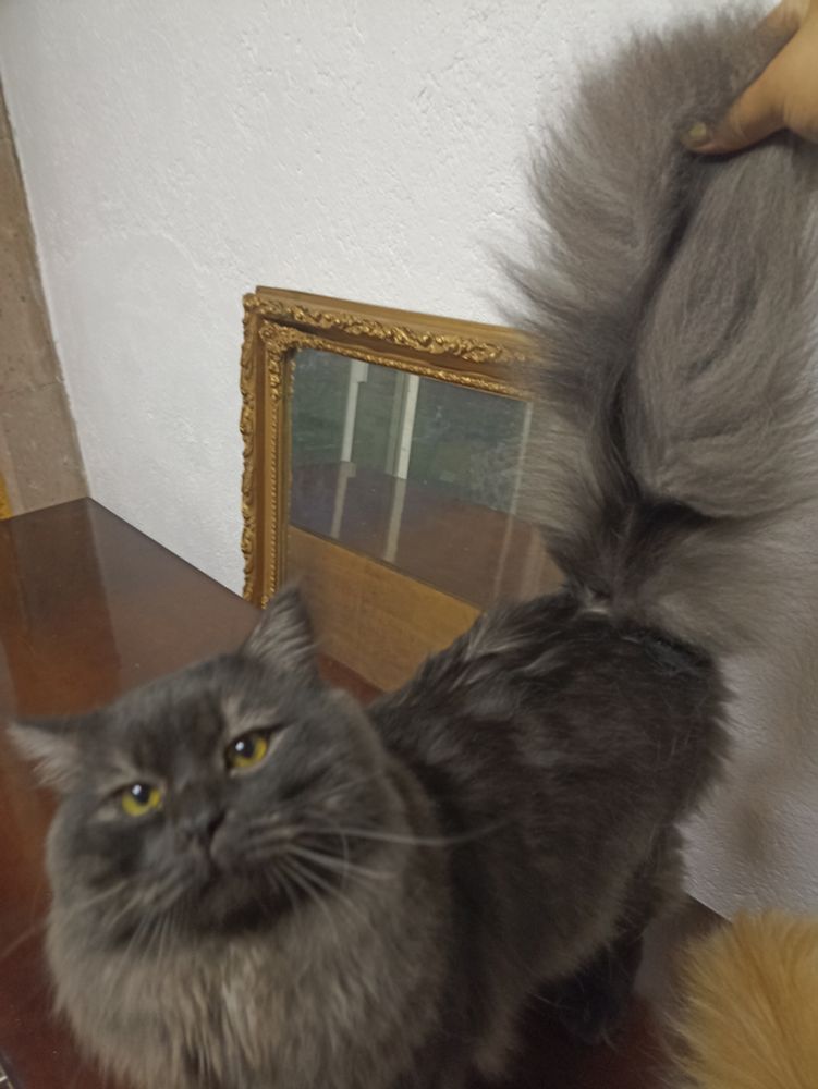A very fluffy smokey cat with his skunk like tail bring held up