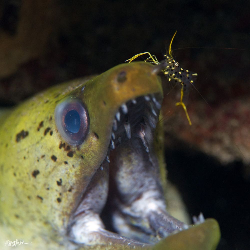 Green eel withyellow striped shrimp on its nose