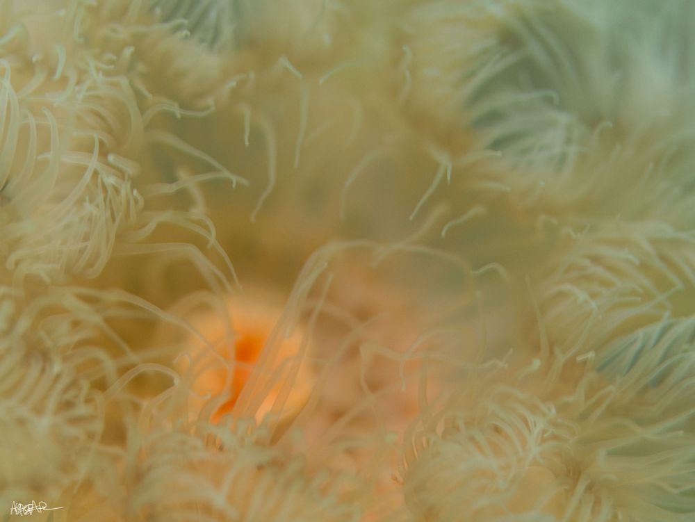 Close up peach anemone