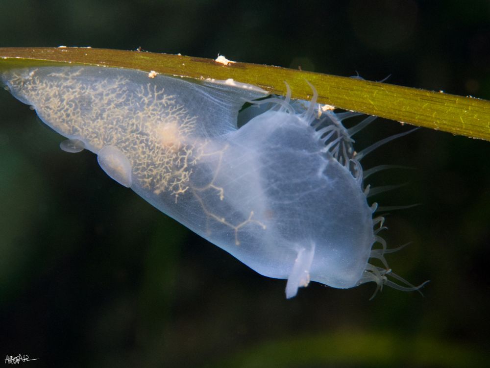 Hooded nudi hanging upside down on seagrass