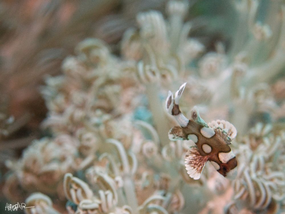 Small orange brown fish with white spots amongst anemome