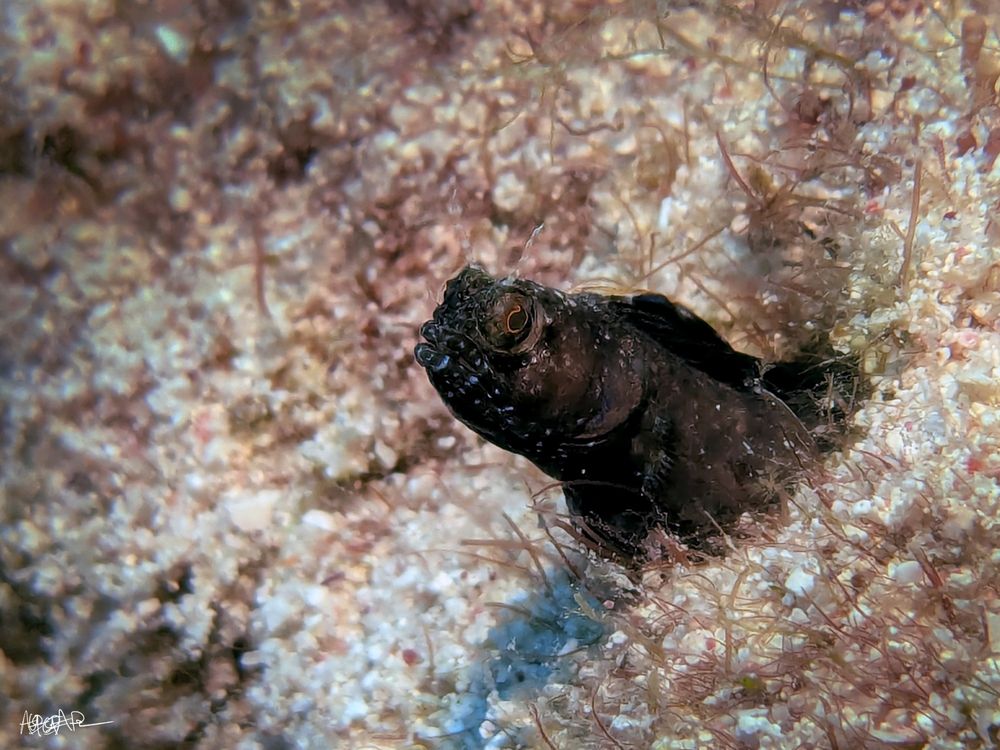Sailfin Blenny