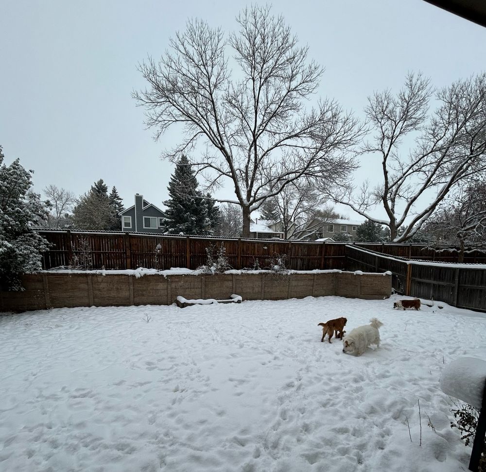 three puppets playing in the snow in a backyard