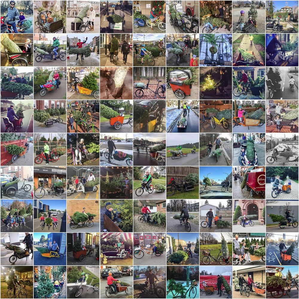 81 mini-pictures of carrying xmas trees by bike/cargobike
