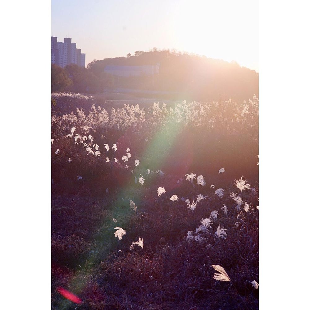 Fall foliage fading fast.
.
.
.
#summicron35mm #teleelmarit90 #성환읍 #단풍 #koreaphotography #koreaphotographer #fallfoliage #seasonalaffectivedisorder (Part 1/2)