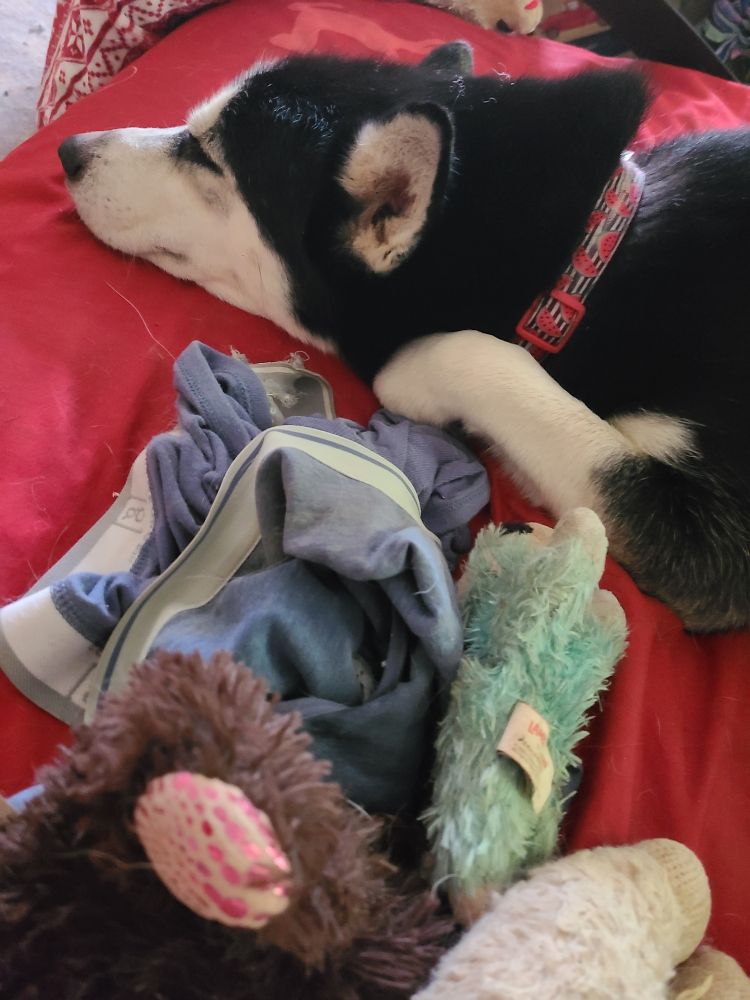 A small black and white husky sleeping next to a pile of stuffed toys and a pair of blue boxer briefs