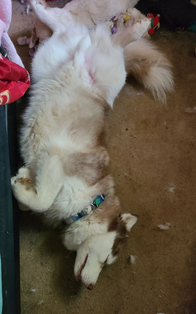 A red and white husky sleeping on his back, legs in the air
