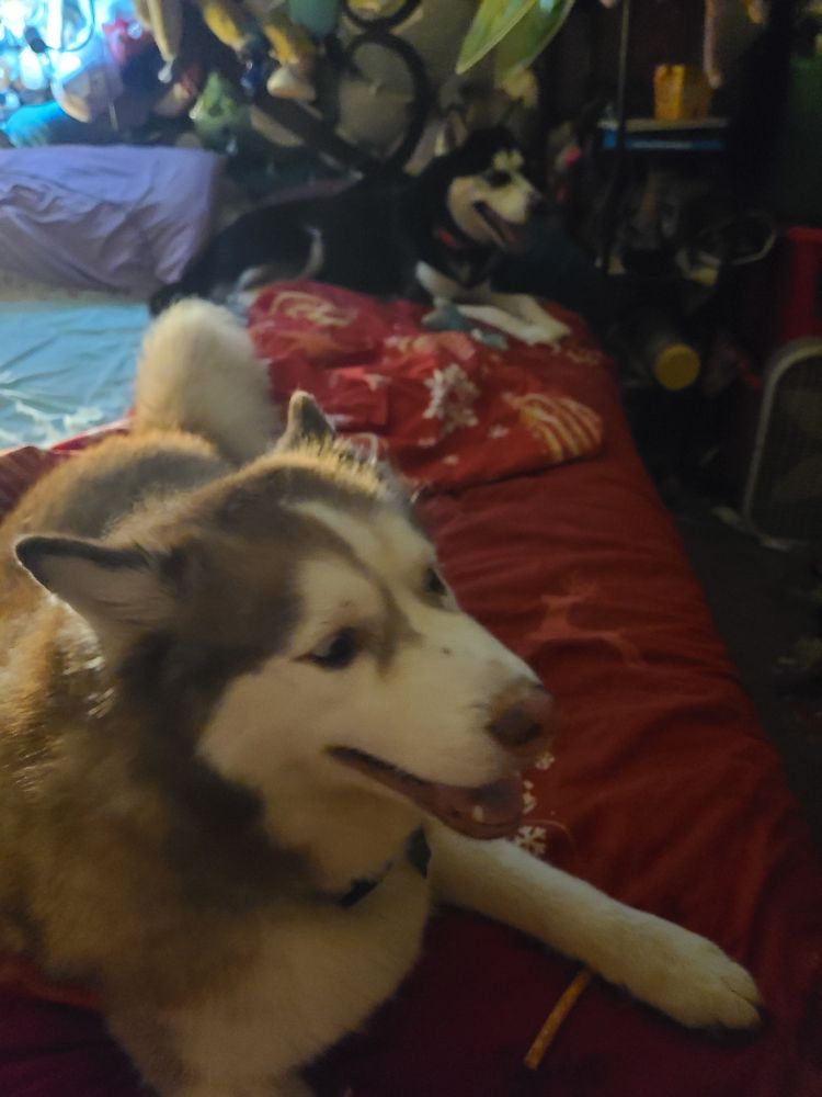 A tail of two huskies. A red and white husky lies in the foreground, while a much smaller black and white husky is curled up on the pillow. This is peak husky mum joy. 