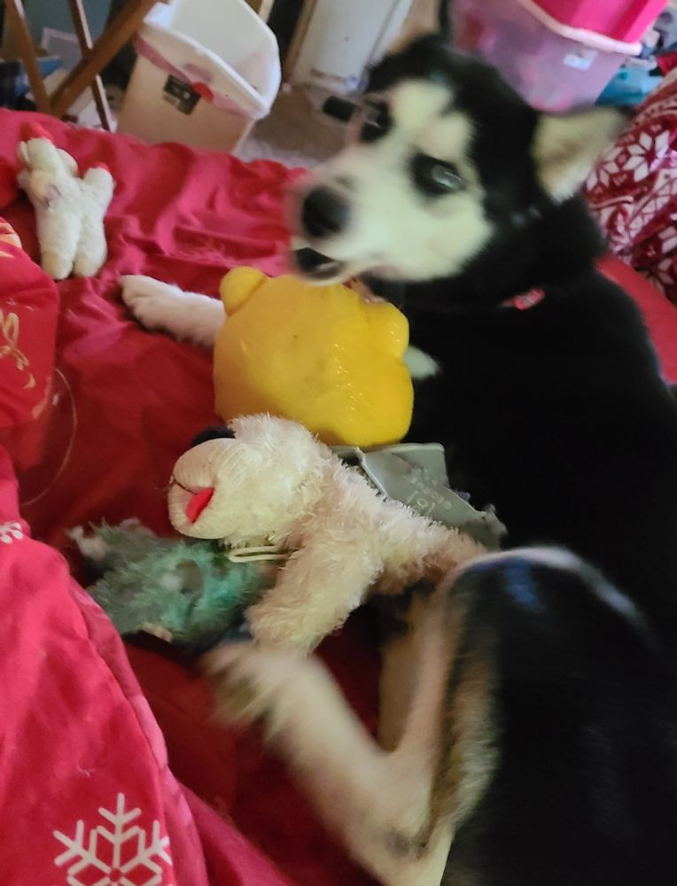 A small black and white husky energetically defending her new stuffies, slightly blurred because the pic was captured in mid-husky-grumble