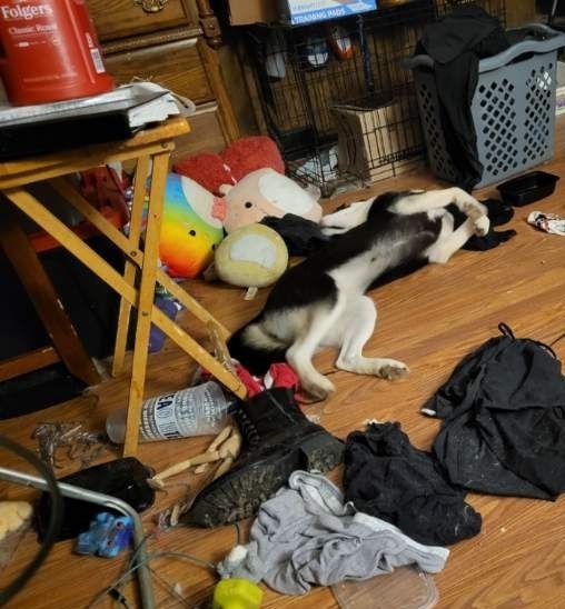 A small black and white husky reveling in his human brother's freshly washed laundry, which said husky carefully removed from the nearby basket