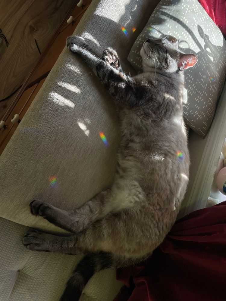 Oswald the cat laying atop a pillow next to the window, sunlight scattered across his fur. Bits of rainbow also land on him and his pillow.