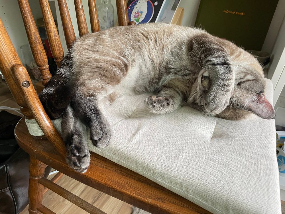 Oswald the cat, sleeping on a chair - one paw draped over his face.