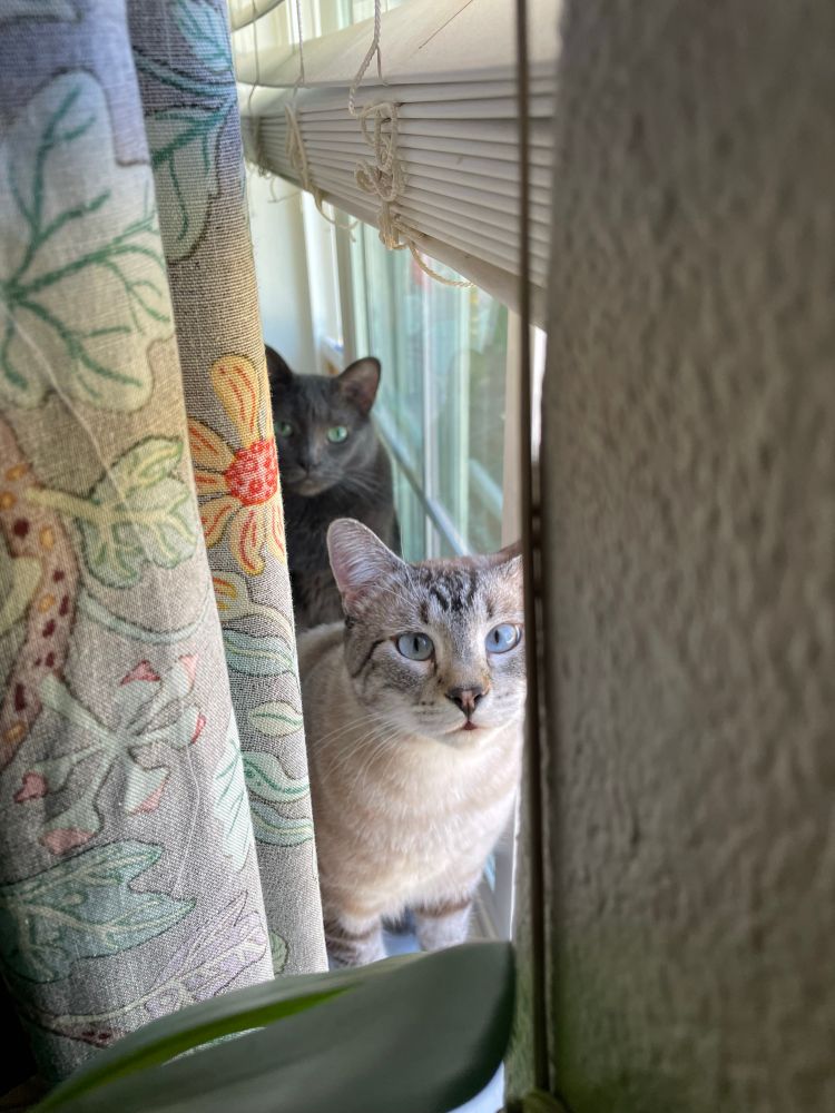 Oswald and Sindri (cats) sit on a windowsill behind the curtains. Both are looking into camera.