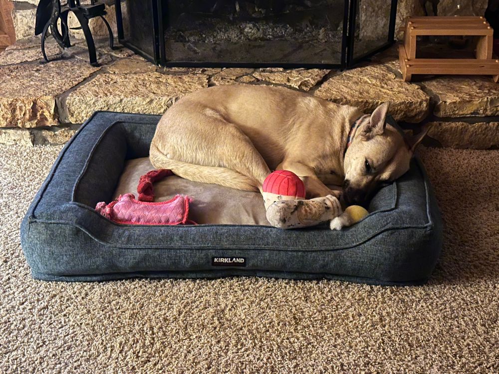 Dog sleeping in front of a fireplace. 