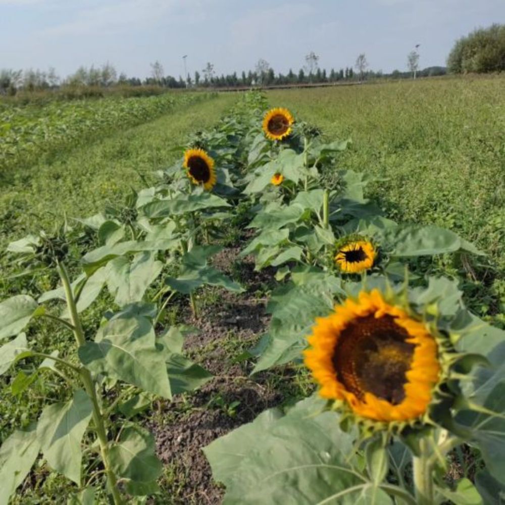 Zonnebloemen in de Lutkemeerpolder - Voedselpark Amsterdam