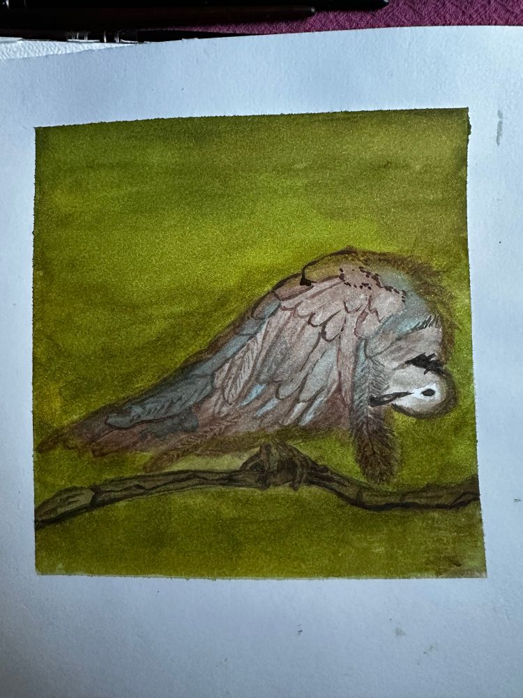 Tourterelle turque d’après une photo de Gregory Smellinckx qui se nettoie les plumes. (Trouvée dans Télérama.
Elles sont comme ça dans mon jardin)