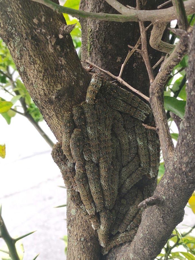 Lagartas agrupadas no tronco após alguns dias se alimentando.