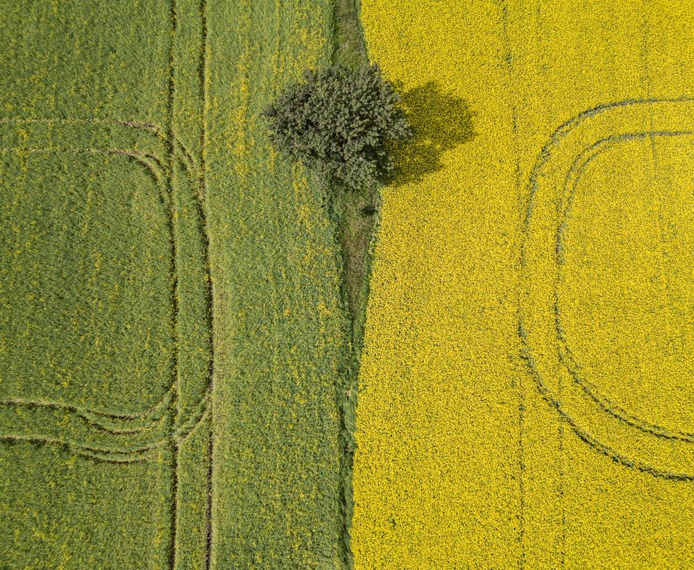 the boundary between 2 crops of canola; one almost entirely green and the other gold