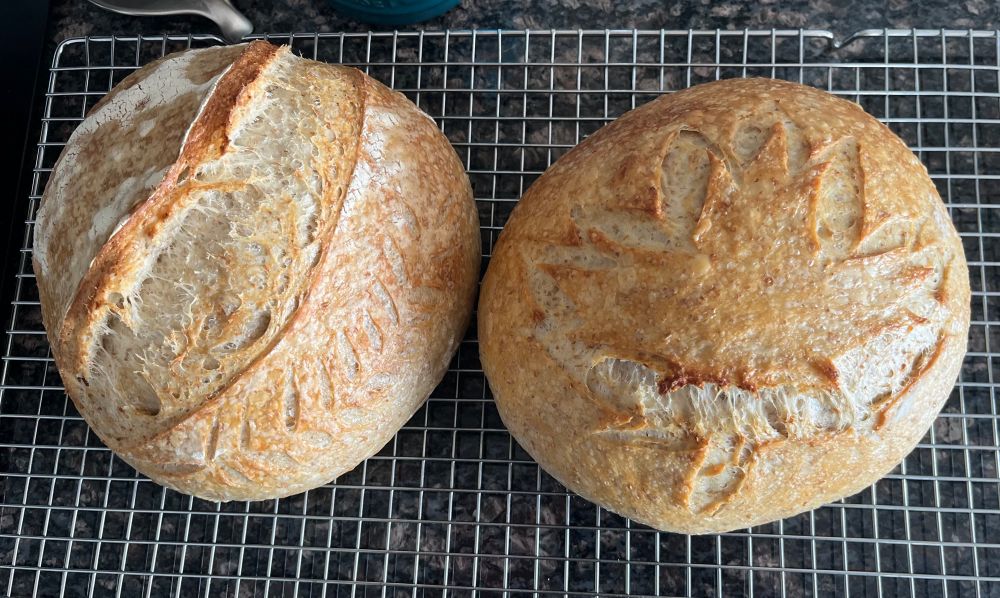 Two boules of homemade sourdough. The one on the left has a wheat grass score, while right has a sloppy attempt at a maple leaf.