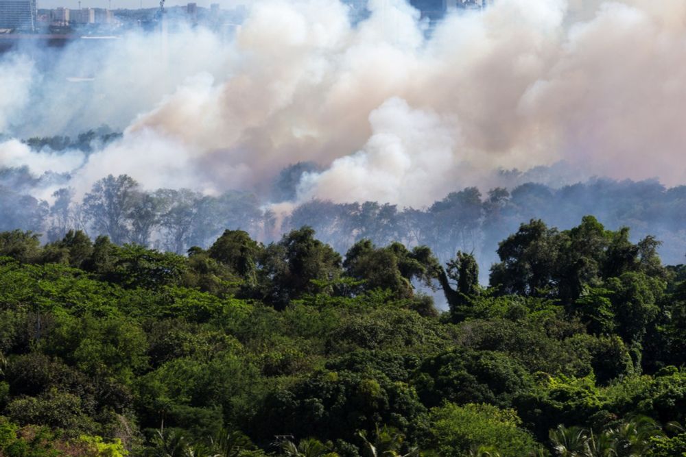 Promessas da Câmara contra desmatamento e garimpo não saíram do papel; ambientalistas querem pacote pró-biomas