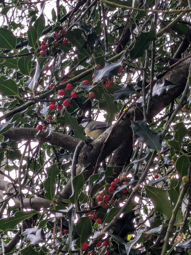 Great tit sitting in a tree surrounded by red berries.