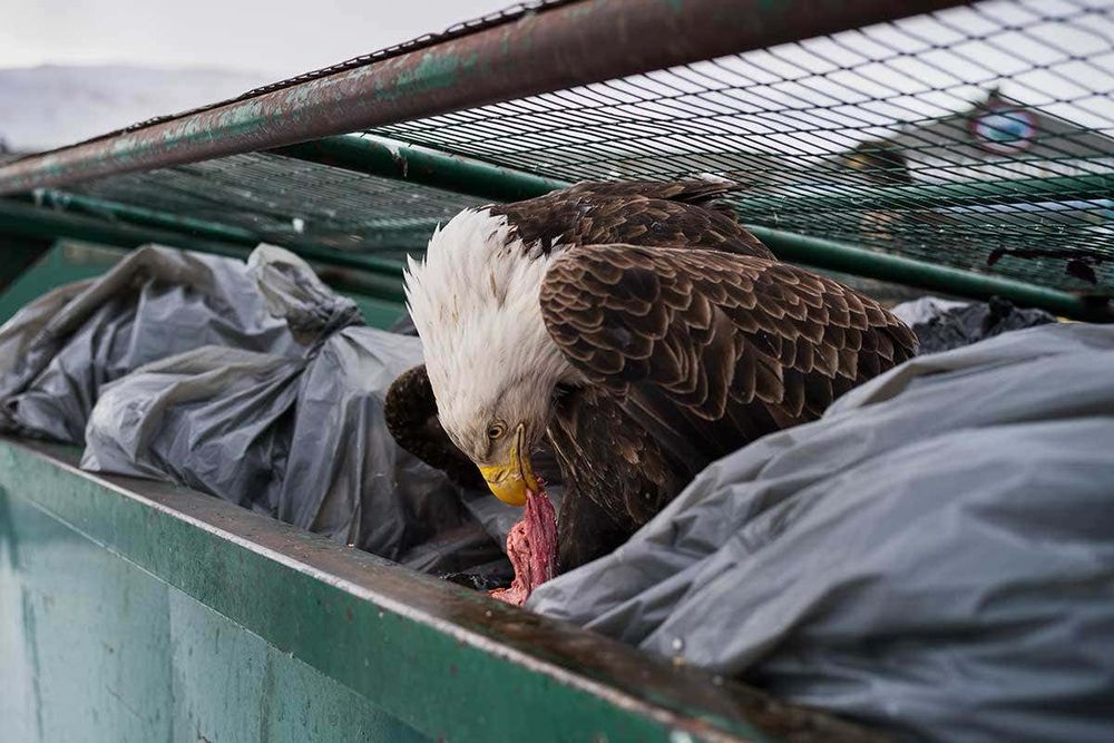 Bald eagle eating trash in a dumpster 
