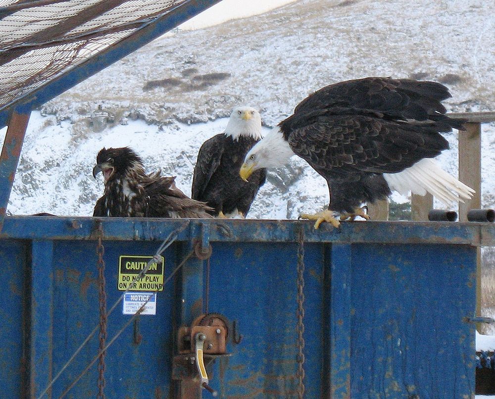 Bald eagles in a dumpster 