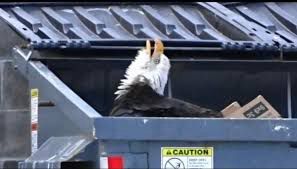 Bald eagle in a dumpster 