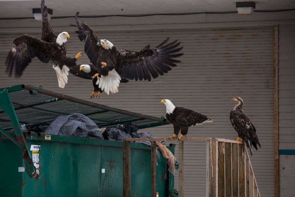 Bald eagles fighting magnetically over a dumpster 
