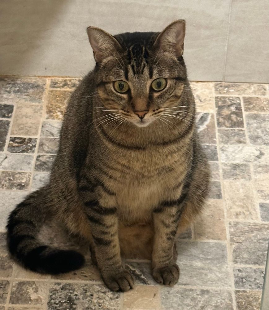 An empty headed looking brown cat sitting on a tan tiled shower floor
