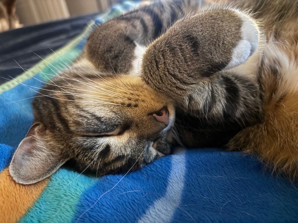 Greg the cat with his paws curled by his face. 