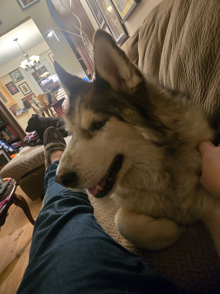 A woolly husky mix chilling on the couch next to the author's leg while happy-panting