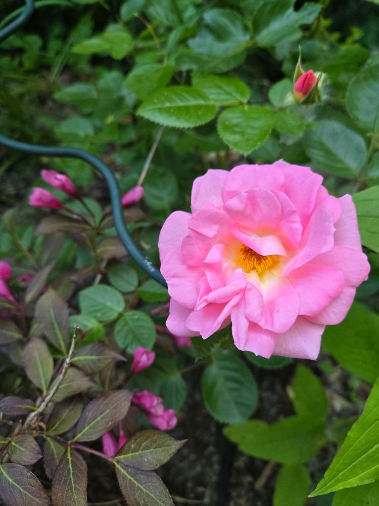 A light pink rose with pink weigela flowers in the background