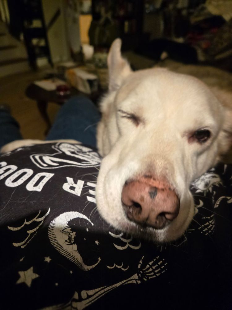 A big tan husky mix resting his head on the author's chest