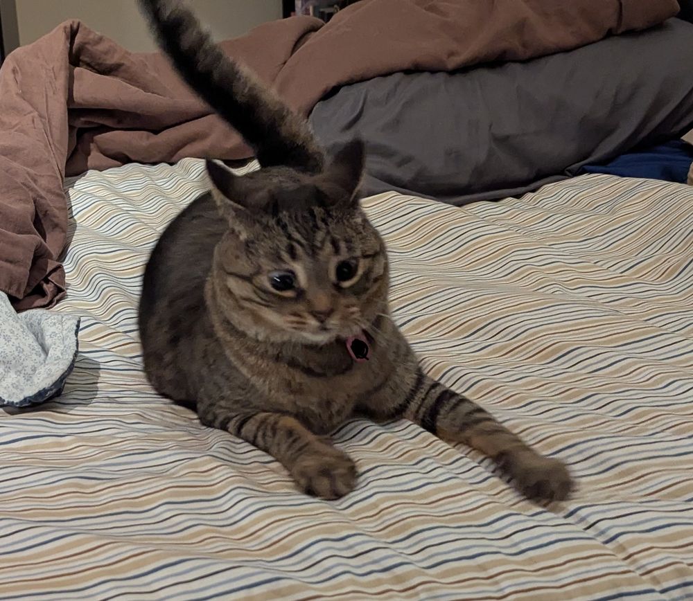 A grey tabby cat has been caught in a picture mid tail-chase. Her eyes are wild.