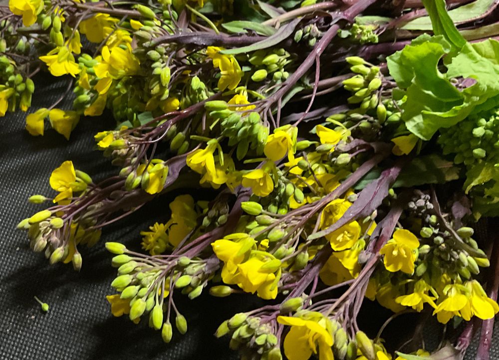 アブラナ科の何か。