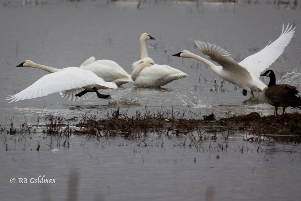2 large white Tundra Swans with broad wings and black beaks and feet run off of the water while flapping their wings. In the background are sleeping Tundra Swans and foreground left is a Canada Goose. 