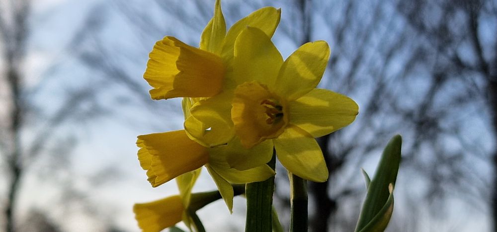 Close up photo of a couple of bright yellow daffodils taken from the grass level.

Due to the forced perspective, the background is the blue sky with out of focus leafless wintery tree branches in the distance. Some thin white clouds, also out of focus, add a nice gradient to the sky color. 