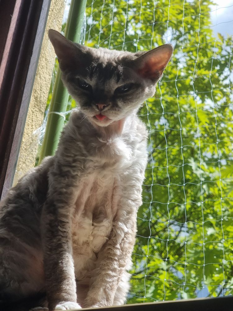 A lynx point devon rex cat sitting in a sunny window looking rather disgusted with her eyes squinting and a tiny tongue blep showing. 
